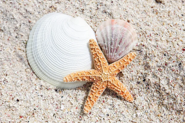Seastar and shells — Stock Photo, Image