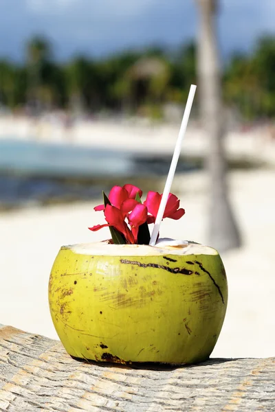 Beba o coco — Fotografia de Stock