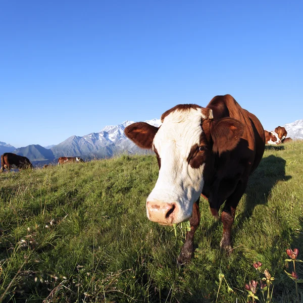 Wysokość krowa placu — Zdjęcie stockowe