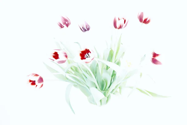 Tulipani alti — Foto Stock