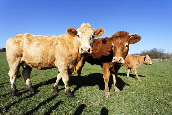 Famille de vaches au ciel bleu — Photo