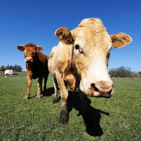 Tierra de vaca cuadrada —  Fotos de Stock