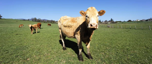 Panoramatické kráva zobrazení — Stock fotografie