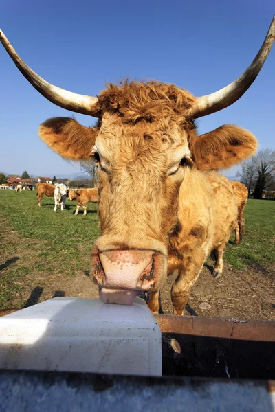 Cow tongue — Stock Photo, Image