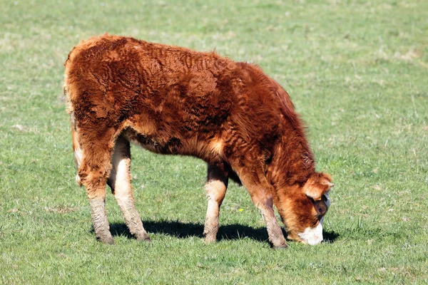 Pretty little calf — Stock Photo, Image