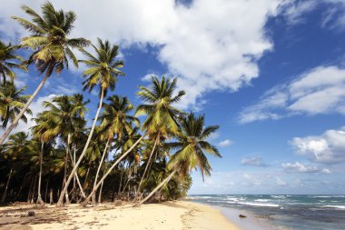 Palmiyeli Karayip plajı