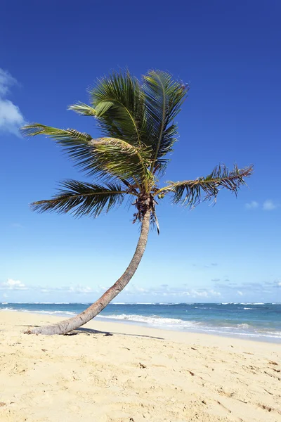 Одинокий пальма — стокове фото
