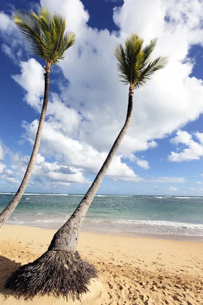 Two palm trees — Stock Photo, Image