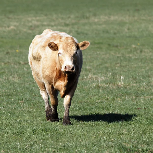 Kahverengi inek Meydanı — Stok fotoğraf