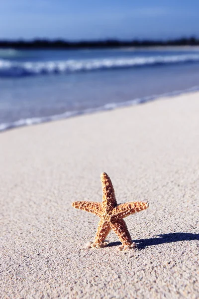 カリブ海の海の星 — Stockfoto