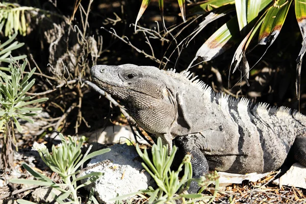 Vahşi iguana — Stok fotoğraf