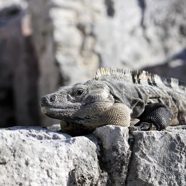 Iguana Meydanı — Stok fotoğraf