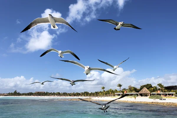 stock image Seagulls