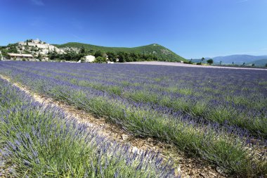 Lavender landscape clipart