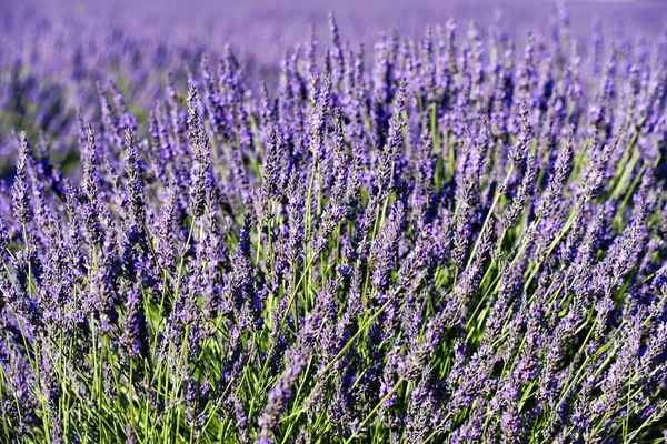 Rich lavender — Stock Photo, Image