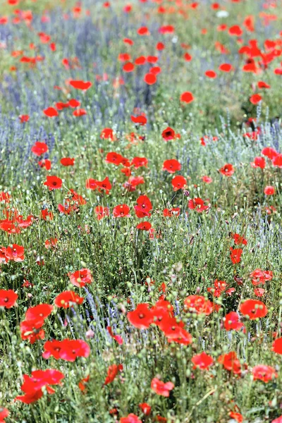 Rich poppy and lavender field — Stock Photo, Image