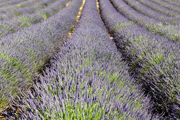 Reiches Lavendelfeld — Stockfoto