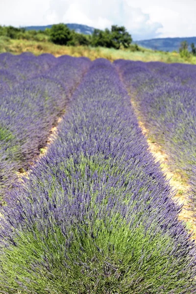 Linie von Lavendel — Stockfoto