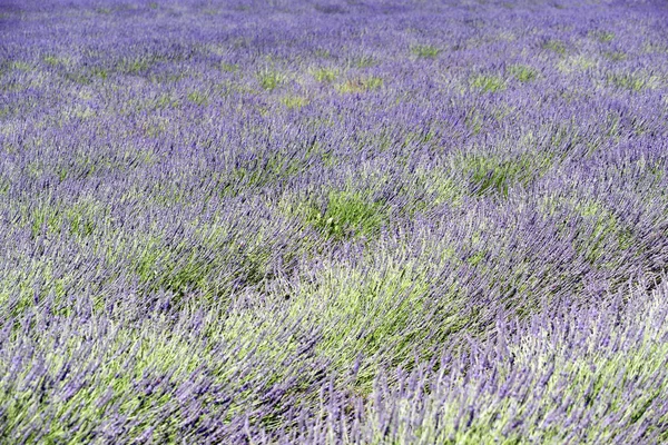 Een rijke Lavendel veld — Stockfoto