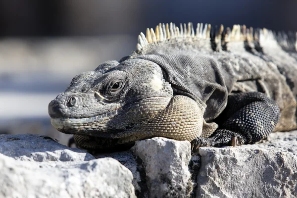 Meksikalı iguana — Stok fotoğraf