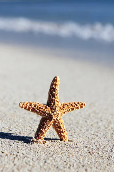Маленькая морская звезда — стоковое фото
