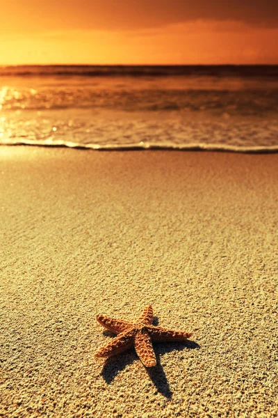 Coucher de soleil étoile de mer — Photo