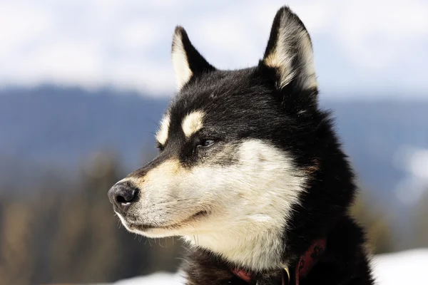 Tête de chien husky — Photo