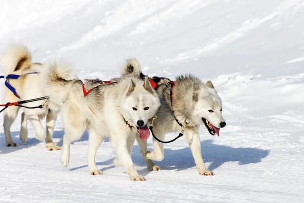 Cães brancos husky — Fotografia de Stock