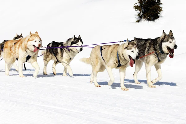 Собаки гуляют по снегу — стоковое фото