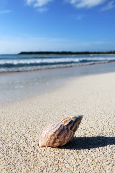 Shell on the beach Stock Photo