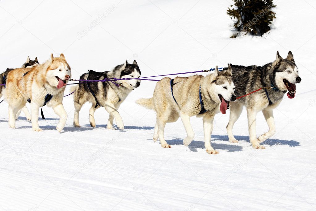 Dogs walking on the snow