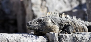 Panoramic iguana clipart