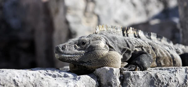 Panoramik iguana — Stok fotoğraf