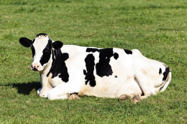 Black and White Cow lying down clipart