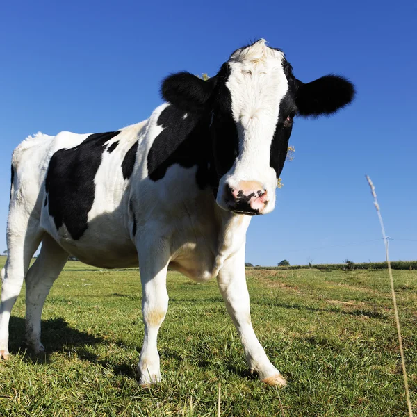 Cuadrado de vaca blanca y negra —  Fotos de Stock