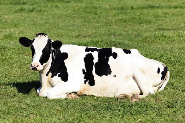 Černá a bílá kráva vleže — Stock fotografie