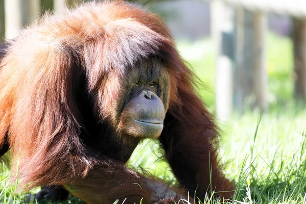 オラン utan オランウータンの動物園 — ストック写真