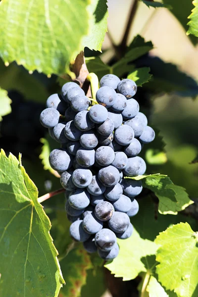 Vinha de uva — Fotografia de Stock