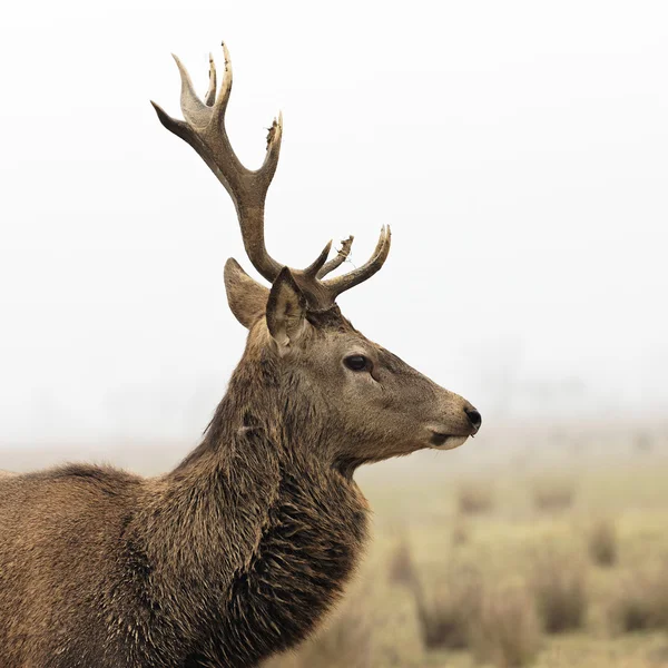 Wild deer — Stock Photo, Image