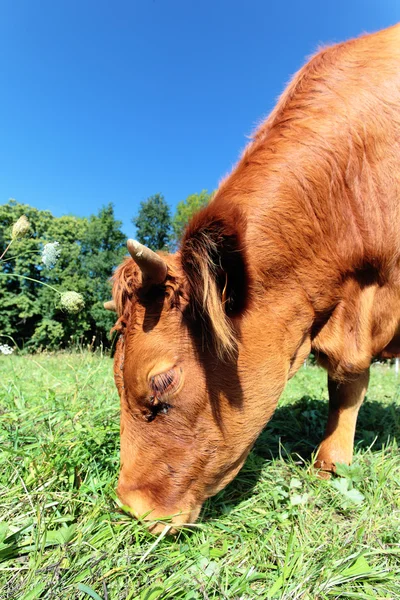 Bladeren koe — Stockfoto