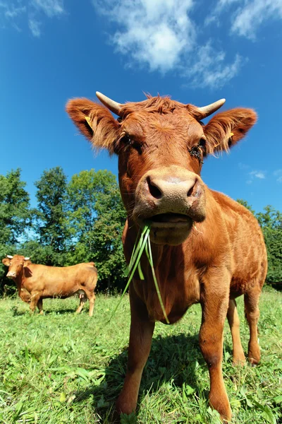 Vaca de ângulo largo — Fotografia de Stock