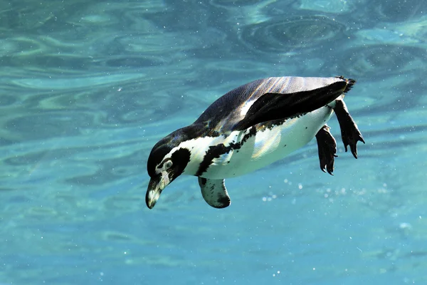 Swimming auk — Stock Photo, Image