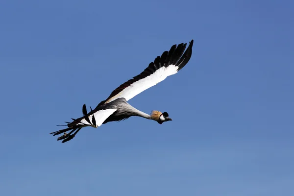 Flying crane — Stock Photo, Image