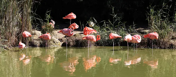 Panoramatické flamingo — Stock fotografie
