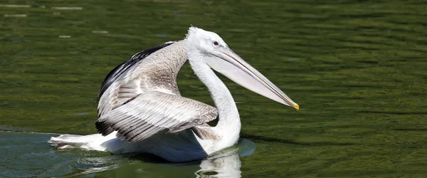 Panoramic pelican — Stock Photo, Image