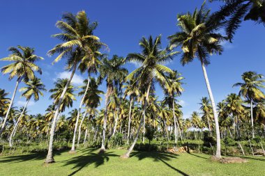 palmiye ağacı arazi