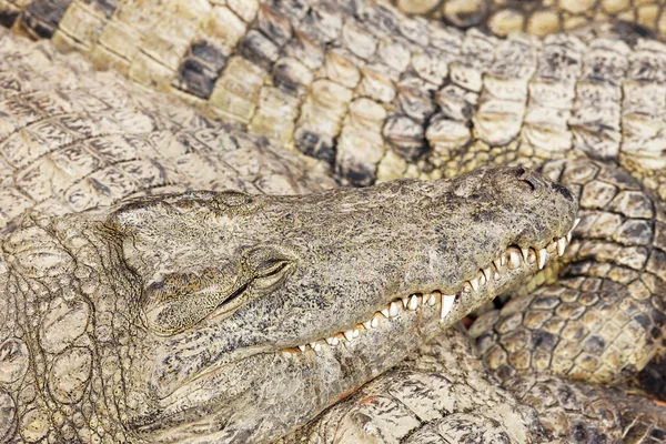Sovende krokodiller – stockfoto