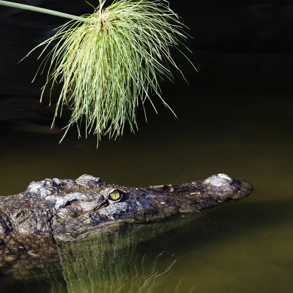 Krokodilleplass – stockfoto