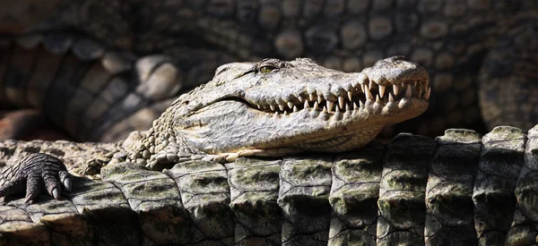 Crocodilo panorâmico — Fotografia de Stock