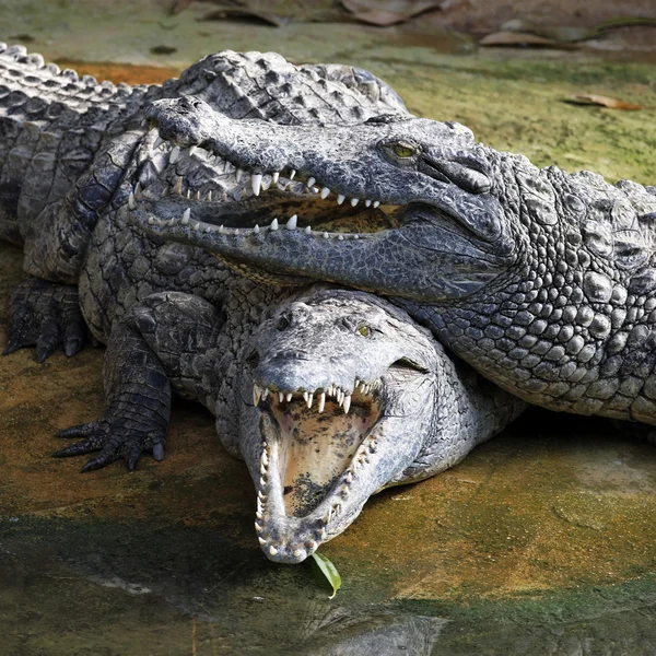 Krokodillekjærlighet – stockfoto